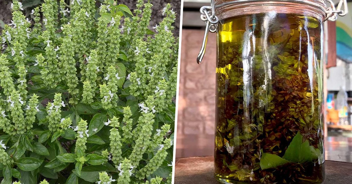 Everything you can do with basil flowers don't ignore them, they are very precious tips and